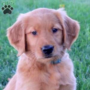 Jem, Golden Retriever Puppy
