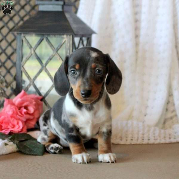 Jenkins, Dachshund Puppy