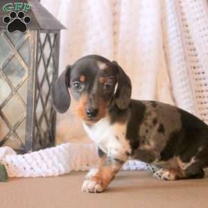 Jenkins, Dachshund Puppy