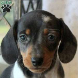 Jenkins, Dachshund Puppy
