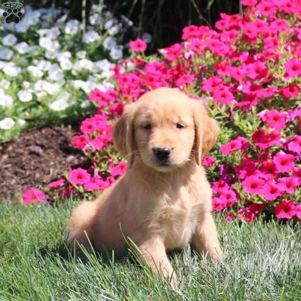 Jenna, Golden Retriever Puppy