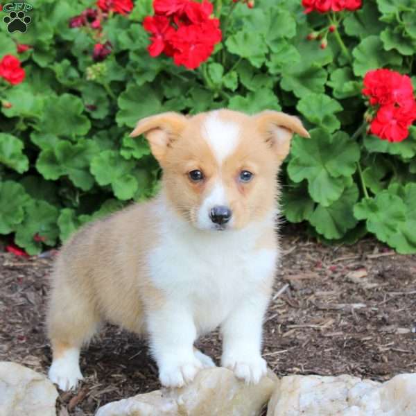 Jenna, Pembroke Welsh Corgi Puppy