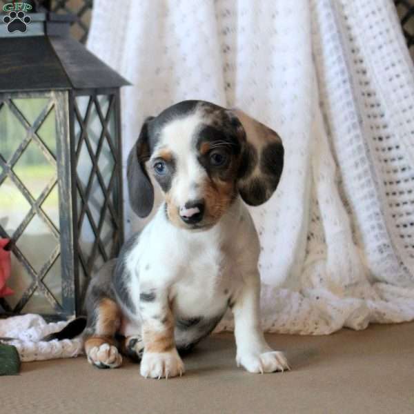 Jenna, Dachshund Puppy