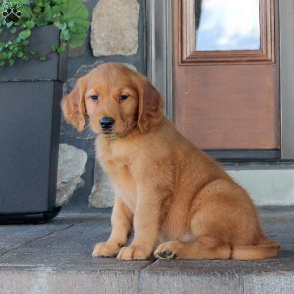 Jenna, Golden Retriever Puppy