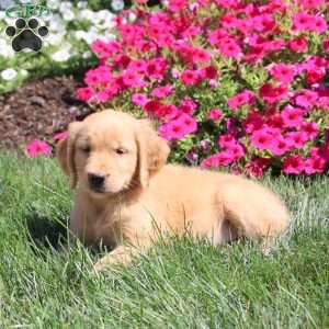 Jenna, Golden Retriever Puppy