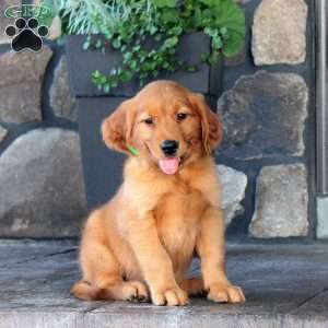 Jenna, Golden Retriever Puppy