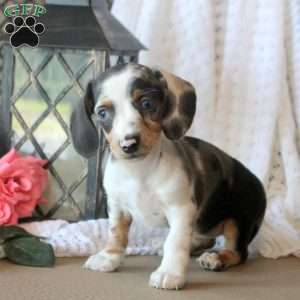 Jenna, Dachshund Puppy