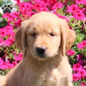 Jenna, Golden Retriever Puppy