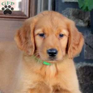 Jenna, Golden Retriever Puppy
