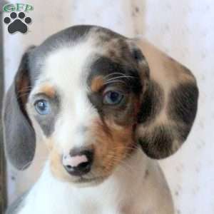 Jenna, Dachshund Puppy