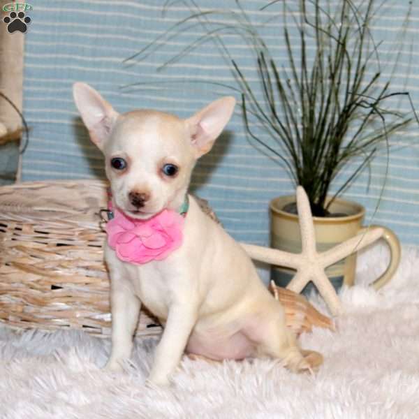 Jenna, Chihuahua Puppy