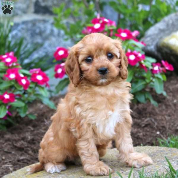 Jenna, Cavapoo Puppy