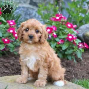 Jenna, Cavapoo Puppy