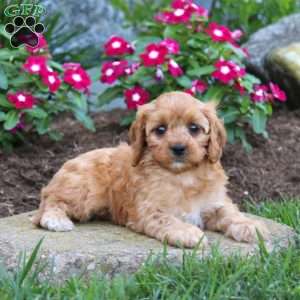 Jenna, Cavapoo Puppy