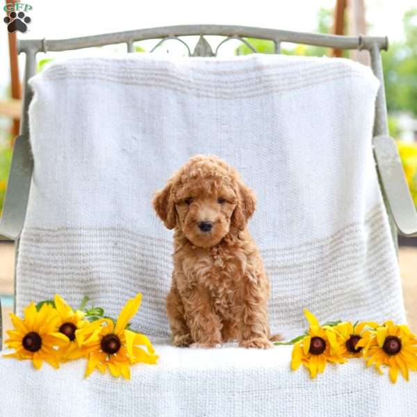 Jenna, Mini Goldendoodle Puppy