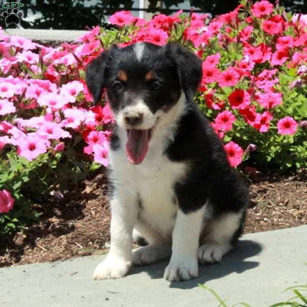 Jenny, Border Collie Mix Puppy