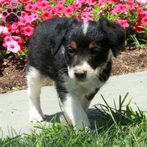 Jenny, Border Collie Mix Puppy