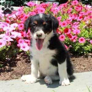 Jenny, Border Collie Mix Puppy