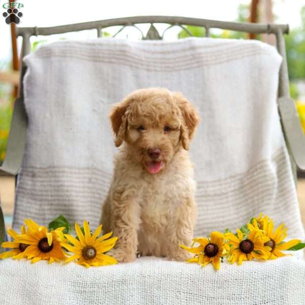 Jeremy, Mini Goldendoodle Puppy