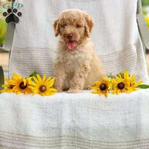 Jeremy, Mini Goldendoodle Puppy