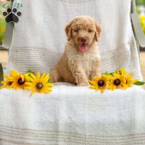Jeremy, Mini Goldendoodle Puppy