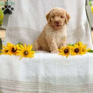 Jeremy, Mini Goldendoodle Puppy