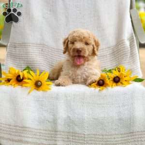 Jeremy, Mini Goldendoodle Puppy