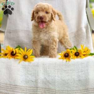 Jeremy, Mini Goldendoodle Puppy