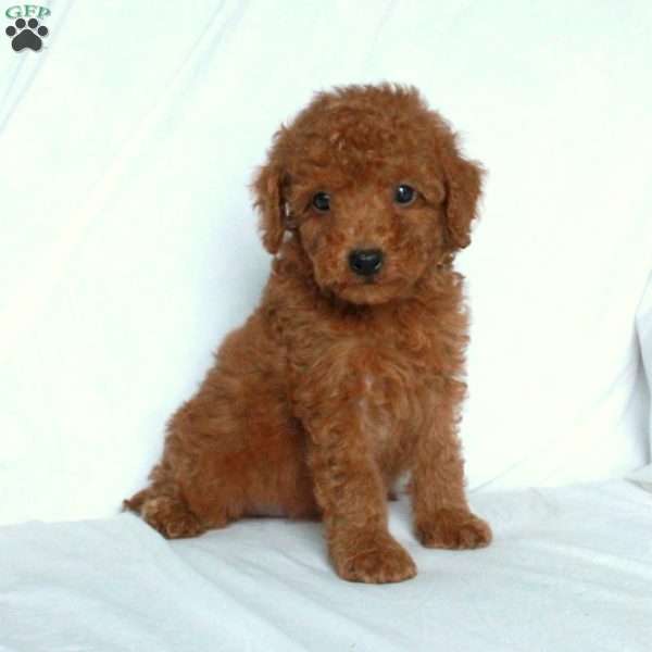 Jesse, Miniature Poodle Puppy