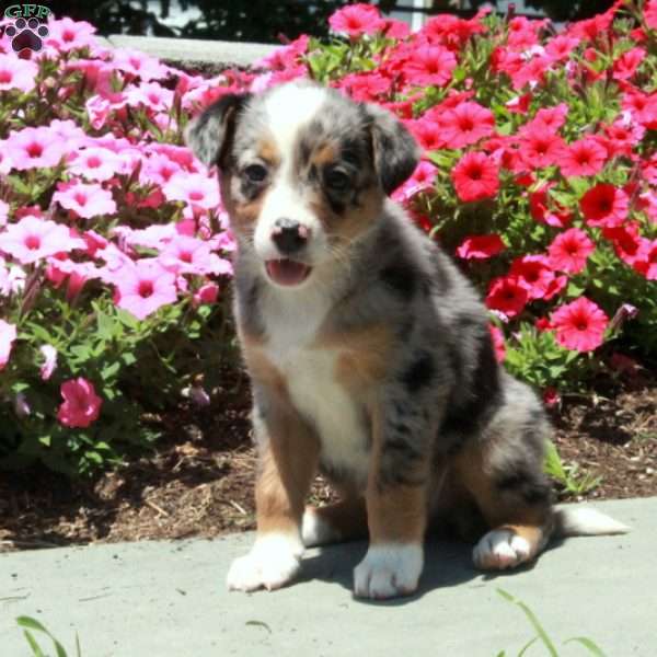 Jessica, Border Collie Mix Puppy