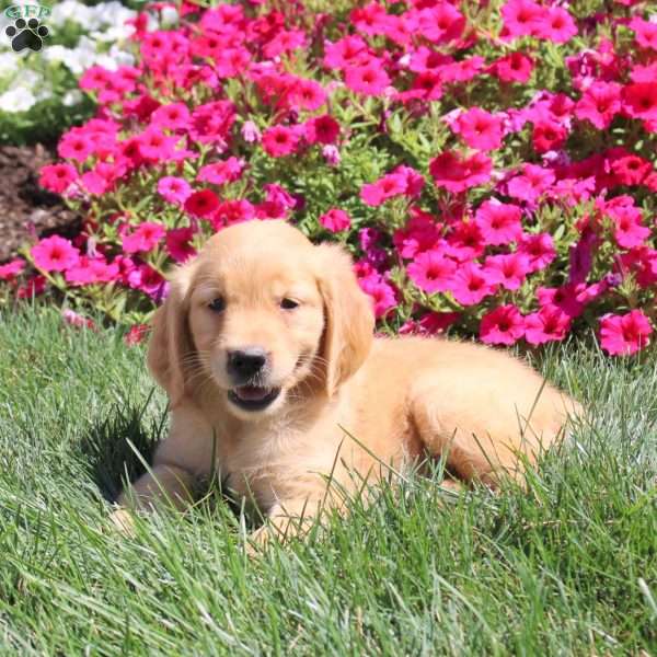 Jessica, Golden Retriever Puppy