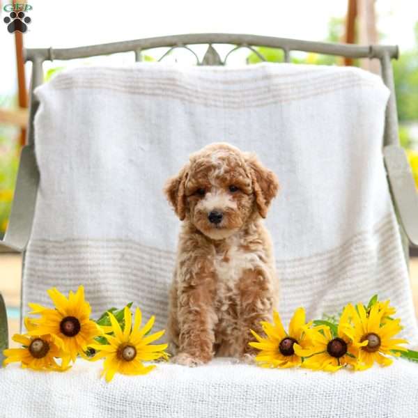Jessie, Mini Goldendoodle Puppy