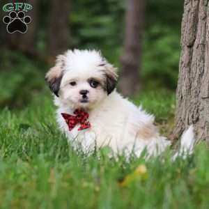 Jethro, Lhasa Apso Puppy
