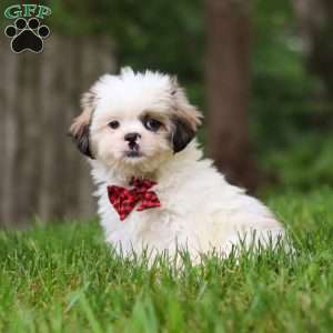 Jethro, Lhasa Apso Puppy