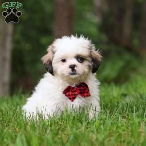 Jethro, Lhasa Apso Puppy