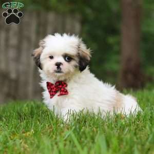 Jethro, Lhasa Apso Puppy