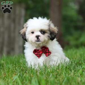 Jethro, Lhasa Apso Puppy
