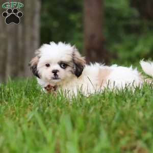 Jethro, Lhasa Apso Puppy