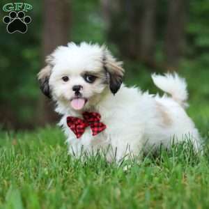 Jethro, Lhasa Apso Puppy