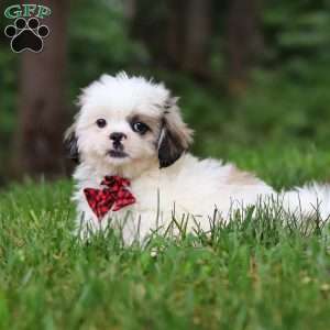 Jethro, Lhasa Apso Puppy