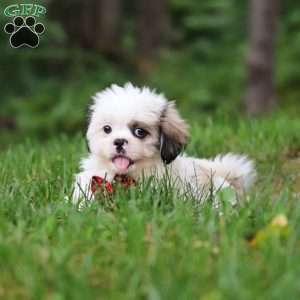 Jethro, Lhasa Apso Puppy
