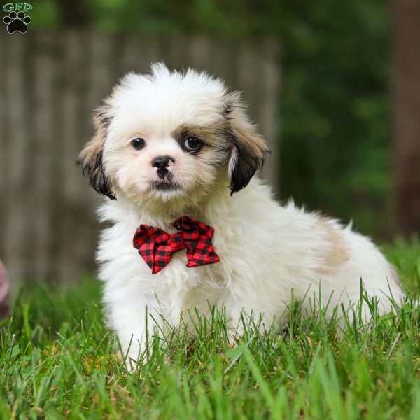 Jethro, Lhasa Apso Puppy