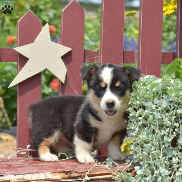 Jewel, Pembroke Welsh Corgi Puppy