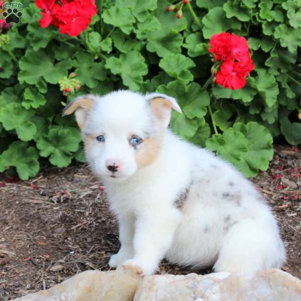Jewel, Pembroke Welsh Corgi Puppy