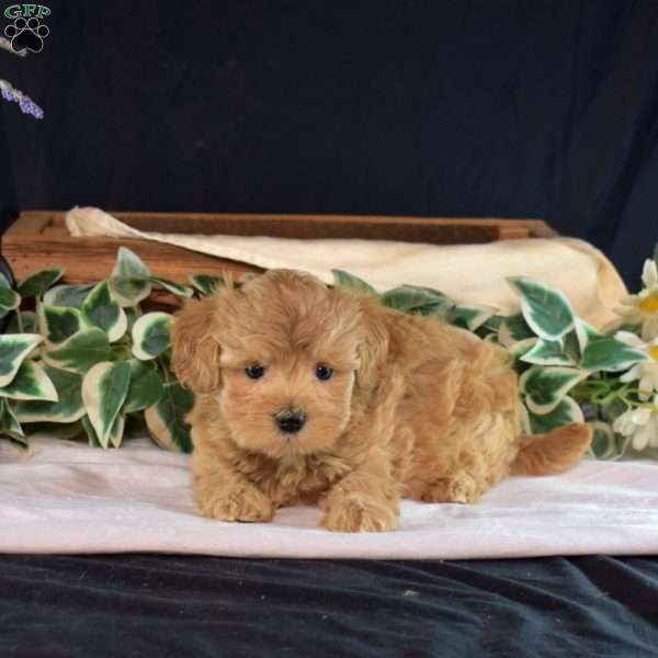 Jewel, Maltipoo Puppy