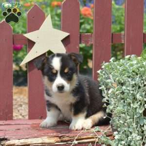 Jewel, Pembroke Welsh Corgi Puppy