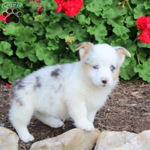 Jewel, Pembroke Welsh Corgi Puppy