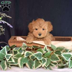 Jewel, Maltipoo Puppy