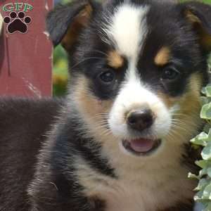 Jewel, Pembroke Welsh Corgi Puppy