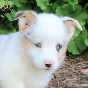 Jewel, Pembroke Welsh Corgi Puppy